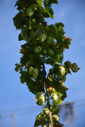 Chinook Hops (Humulus lupulus 'Chinook') at Lakeshore Garden Centres