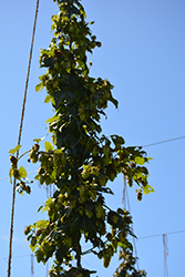 Willamette Hops (Humulus lupulus 'Willamette') at Lakeshore Garden Centres