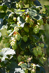 Willamette Hops (Humulus lupulus 'Willamette') at Lakeshore Garden Centres