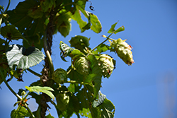 Galena Hops (Humulus lupulus 'Galena') at Lakeshore Garden Centres