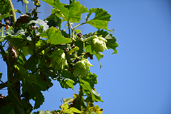 Magnum Hops (Humulus lupulus 'Magnum') at Lakeshore Garden Centres