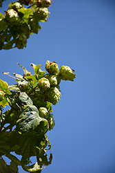 Centennial Hops (Humulus lupulus 'Centennial') at Lakeshore Garden Centres