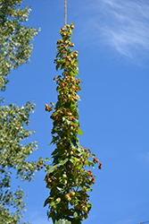 Columbus Hops (Humulus lupulus 'Columbus') at Lakeshore Garden Centres