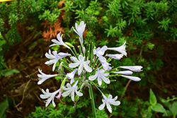Twister Agapanthus (Agapanthus 'AMBIC001') at Golden Acre Home & Garden