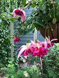 Bella Rosella Fuchsia (Fuchsia 'Bella Rosella') at Lakeshore Garden Centres