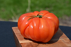 Costoluto Genovese Tomato (Solanum lycopersicum 'Costoluto Genovese') at A Very Successful Garden Center
