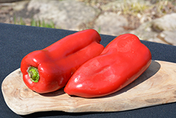 Gypsy Sweet Pepper (Capsicum annuum 'Gypsy') at A Very Successful Garden Center