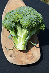 Packman Broccoli (Brassica oleracea var. italica 'Packman') at A Very Successful Garden Center