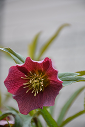 Reanna's Ruby Hellebore (Helleborus 'Reanna's Ruby') at Lakeshore Garden Centres