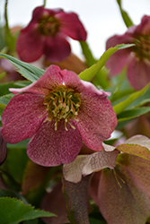 Winter Thrillers Pink Parachutes Hellebore (Helleborus 'Pink Parachutes') at Lakeshore Garden Centres