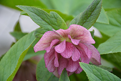 Wedding Party Wedding Crasher Hellebore (Helleborus 'Wedding Crasher') at Lakeshore Garden Centres