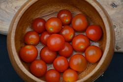 Totem Tomato (Solanum lycopersicum 'Totem') at A Very Successful Garden Center