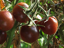 Black Cherry Tomato (Solanum lycopersicum 'Black Cherry') at Mainescape Nursery