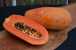 Red Lady Papaya (Carica papaya 'Red Lady') at Lakeshore Garden Centres