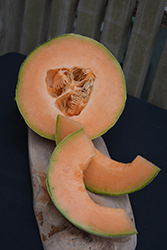Hale's Best Jumbo Cantaloupe (Cucumis melo var. cantalupensis 'Hale's Best Jumbo') at Peter Knippel Garden Centre