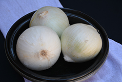 White Sweet Spanish Onion (Allium cepa 'White Sweet Spanish') at Golden Acre Home & Garden