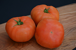 Classic Beefsteak Tomato (Solanum lycopersicum 'Beefsteak') at Golden Acre Home & Garden