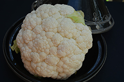 Snow Crown Cauliflower (Brassica oleracea var. botrytis 'Snow Crown') at Golden Acre Home & Garden