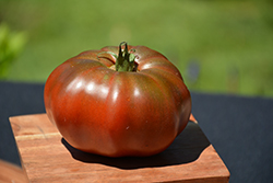 Black Krim Tomato (Solanum lycopersicum 'Black Krim') at A Very Successful Garden Center