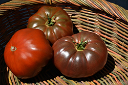 Cherokee Purple Tomato (Solanum lycopersicum 'Cherokee Purple') at A Very Successful Garden Center