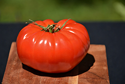 Champion Tomato (Solanum lycopersicum 'Champion') at Golden Acre Home & Garden