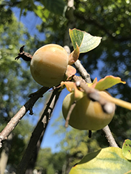 Common Persimmon (Diospyros virginiana) at Lakeshore Garden Centres