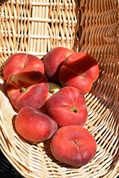 Stark Saturn Peach (Prunus persica 'Saturn') at Lakeshore Garden Centres