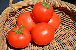Celebrity Tomato (Solanum lycopersicum 'Celebrity') at Golden Acre Home & Garden