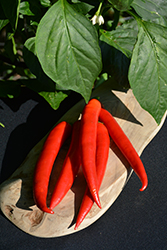 Super Chili Pepper (Capsicum annuum 'Super Chili') at A Very Successful Garden Center
