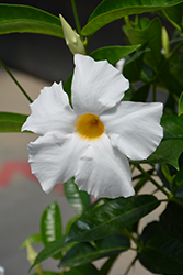 Diamantina Agathe White Mandevilla (Mandevilla 'LANARIZONA') at Lakeshore Garden Centres