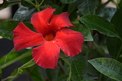 Diamantina Agathe Scarlet Mandevilla (Mandevilla 'LANLOUISIANA') at Lakeshore Garden Centres