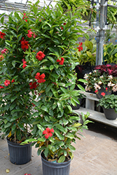 Diamantina Agathe Scarlet Mandevilla (Mandevilla 'LANLOUISIANA') at Lakeshore Garden Centres