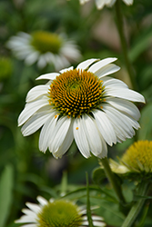 Prairie Splendor Compact White Coneflower (Echinacea purpurea 'Prairie Splendor Compact White') at Lakeshore Garden Centres