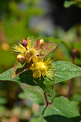 Magical Triumph St. John's Wort (Hypericum x inodorum 'Magical Triumph') at Lakeshore Garden Centres