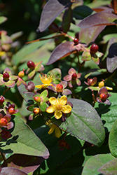 Albury Purple St. John's Wort (Hypericum androsaemum 'Albury Purple') at Lakeshore Garden Centres