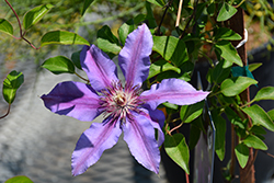 Tudor Clematis (Clematis 'Tudor') at Lakeshore Garden Centres