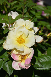 Peach Lemonade Rose (Rosa 'Radpastel') at Lakeshore Garden Centres