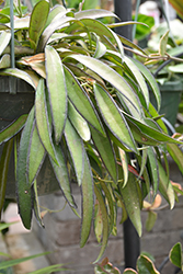 Hoya kentiana (Hoya kentiana) at Golden Acre Home & Garden