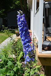 Million Dollar Blue Larkspur (Delphinium 'Million Dollar Blue') at Peter Knippel Garden Centre