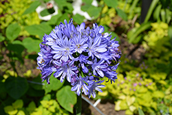 Melbourne Agapanthus (Agapanthus 'Melbourne') at Lakeshore Garden Centres