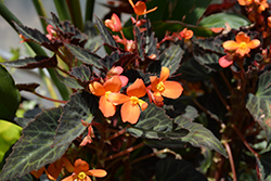 Glowing Embers Begonia (Begonia 'Glowing Embers') at Lakeshore Garden Centres
