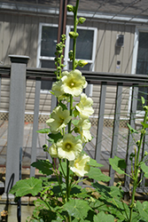 Spotlight Sunshine Hollyhock (Alcea rosea 'Sunshine') at Golden Acre Home & Garden