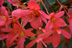RiseUp Grenadine Red Begonia (Begonia 'Wesberisagred') at Lakeshore Garden Centres