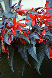 Summerwings Dark Elegance Begonia (Begonia 'Summerwings Dark Elegance') at Lakeshore Garden Centres