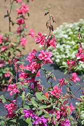Sriracha Rose Cuphea (Cuphea llavea 'Sriracha Rose') at Lakeshore Garden Centres