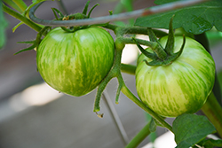 Green Zebra Tomato (Solanum lycopersicum 'Green Zebra') at A Very Successful Garden Center