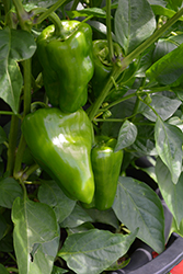 New Ace Pepper (Capsicum annuum 'New Ace') at A Very Successful Garden Center
