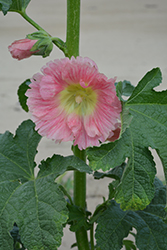 Halo Pink Hollyhock (Alcea rosea 'Halo Pink') at Lakeshore Garden Centres