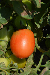 Granadero Tomato (Solanum lycopersicum 'Granadero') at A Very Successful Garden Center