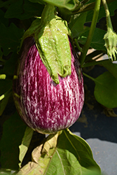 Pinstripe Eggplant (Solanum melongena 'Pinstripe') at A Very Successful Garden Center
